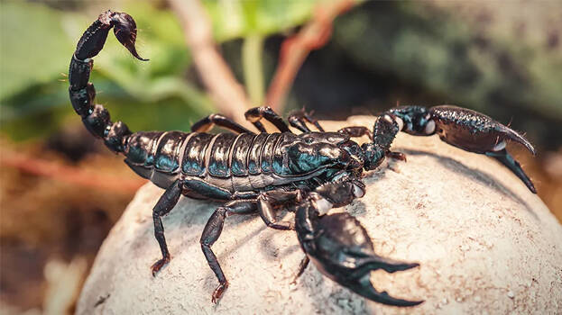 scorpion scorpion