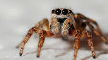 scientists--found--new-spider-species-in-california