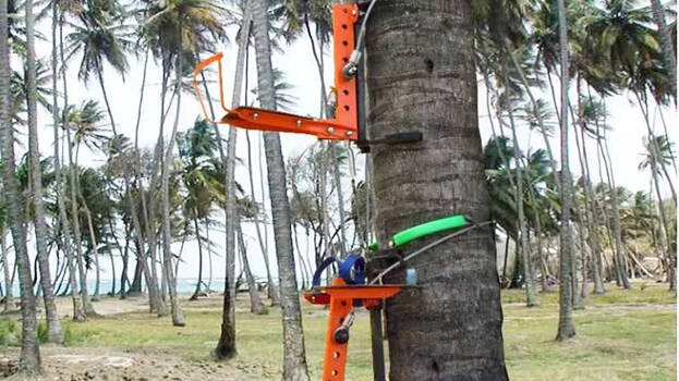 coconut-tree coconut-tree