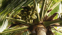 why-keralas-coconuts-are-disappearing