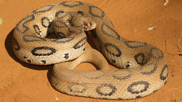 viper-bite viper-bite