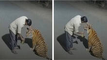 ai-generated-video-shows-tiger-drinking-liquor