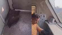 eagle-crashes-into-glass-window-injuring-train-driver-in-jammu-and-kashmir