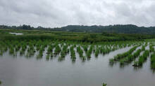 paddy-field