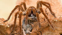 goliath-birdeater