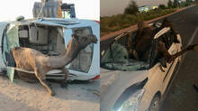 footage-of-a-camel-trapped-inside-a-car-after-its-roof-was-broken-goes-viral