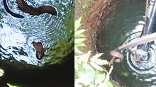 cobra-snake-rescued-from-well-in-pandikkad-malappuram