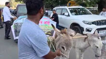 man-protests-by-dragging-mahindra-suv-to-showroom-with-donkeys
