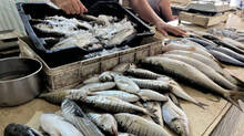 dumped-fish-from-tamilnadu-is-for-sale-in-kerala