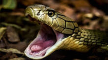 nightmare-of-snakes--snake-and--coucal-natures-deadliest-predators-clash
