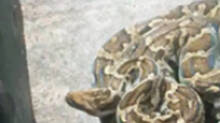 snake-rescue-in-kasarkode