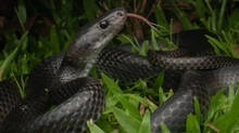 scietist-discovered-new-rare-snake-named-irwin’s-wolf-snake