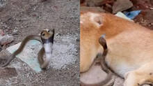 45-days-old-baby-cobra-attacks-pet-dog-and-here-is-what-happened