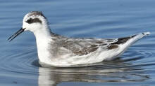 red-necked-phalarope
