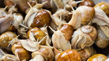 snails-worth-rs-93-lakh-destined-for-michelin-star-restaurants-stolen-in-france