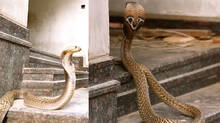 vava-sureshs-snake-master