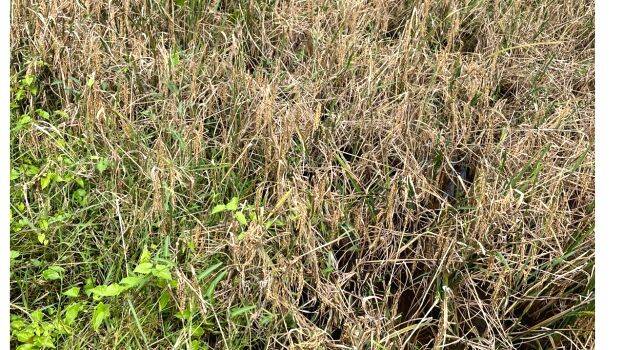 agriculture agriculture