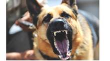 dog-bite