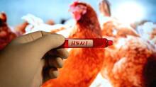 bird-flu