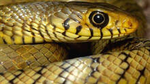 specialities-of-rat-snake-explainer