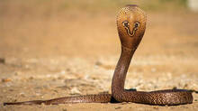 snakes-and-other-animals-in-paddy-field