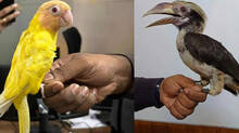 thailand-bird-smuggling-couple-arrested-in-kochi