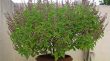 thulasi