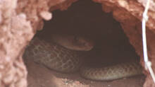 things-you-should-be-careful-if-you-find-a-snake-hole