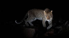 leopard-spotted-airport-rescued-safely