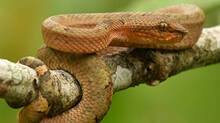 dont-assume-this-snake-is-not-poisonous--malabar-pitviper-can-cause-major-problems