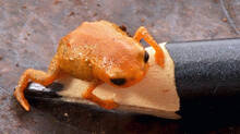 researchers-found-newest-frog-family-in-brazil