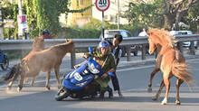 stray-horses-two-wheeler-accident-coimbatore