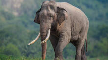 wild-elephant-died-due-to-human-attack