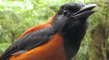 hooded-pitohui