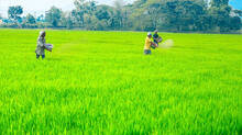 soil-test-in-paddy-fields-show-aluminium-levels