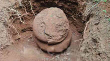rare-nannangadi-found-from-malappuram