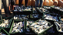 overeating-of-this-fishes-can-lead-to-health-problems