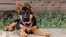 german-shepherd