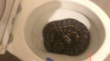 snakes-in-toilet