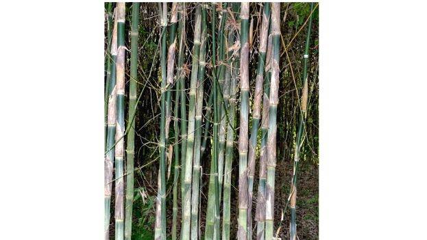 bamboo