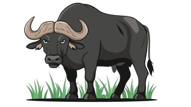 buffelo