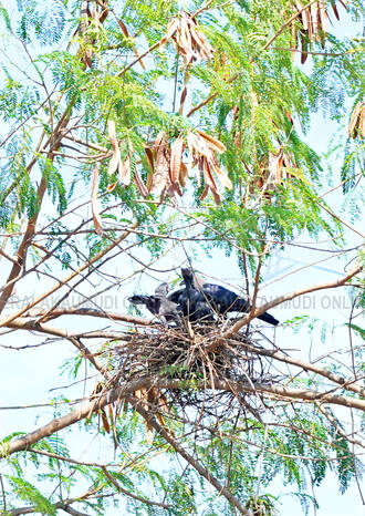 Kerala Kaumudi Photo Gallery