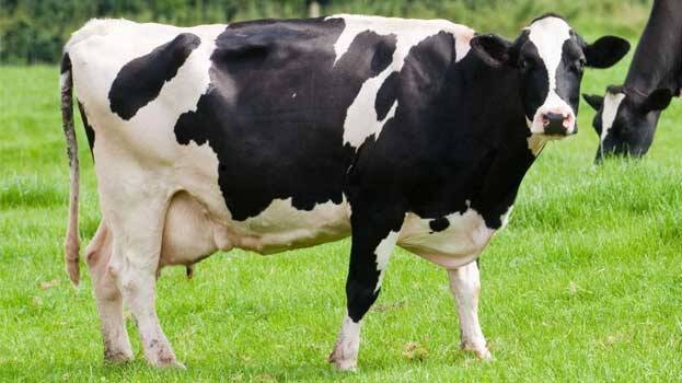 cow
