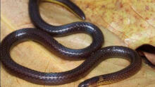calamaria-mizoramensis--new-reed-snake-species-found-in-mizoram