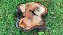 sandal-wood-tree-stolen-from-kerala-police-academy