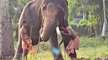 father-arrested-on-case-of-toddler-falling-down-from-elephants-trunk