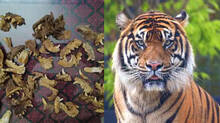 tiger-skins-and-claws-discovered-during-temple-renovation-locals-are-shocked