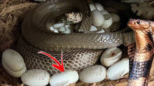 how-to-identify-the-eggs-of-a-snake