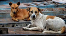 stray-dogs-mass-killing-in-telangana