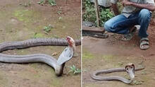 cobra-snake-found-injured-in-a-snake-attack-was-rescued